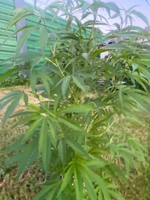 Seedstockers Fruit Cake Test. Week 21 - #5
Monat:6