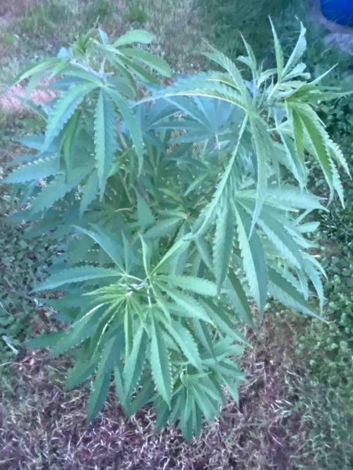 Seedstockers Fruit Cake Test. Week 21 - #5
Monat:56