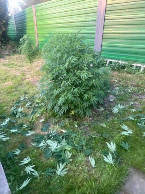 Seedstockers Fruit Cake Test. Week 21 - #6
Monat:56