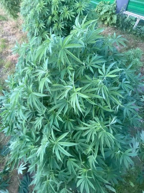 Seedstockers Fruit Cake Test. Week 21 - #6
Monat:56