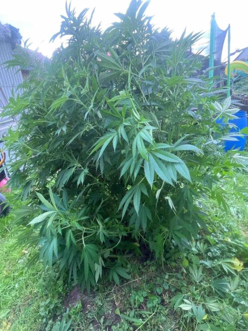 Seedstockers Fruit Cake Test. Week 22 - #6
9 Monat