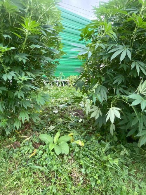 Seedstockers Fruit Cake Test. Week 22 - #6
Monat:9