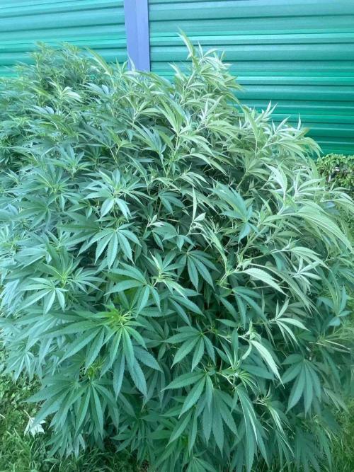 Seedstockers Fruit Cake Test. Week 22 - #6
Monat:9