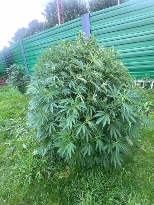 Seedstockers Fruit Cake Test. Week 22 - #6
Monat:9