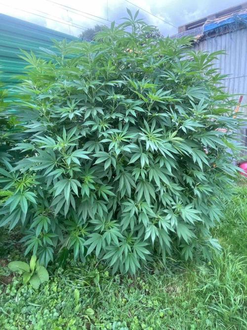 Seedstockers Fruit Cake Test. Week 22 - #6
Monat:9