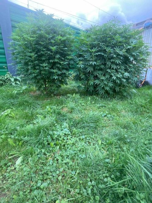 Seedstockers Fruit Cake Test. Week 22 - #6
Monat:9