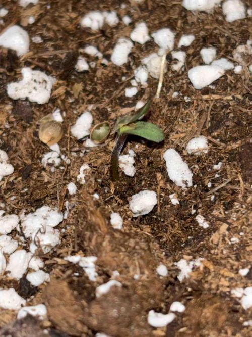 Zamnesia Black Diamond Grow. Week 0 - #1
Tag:6