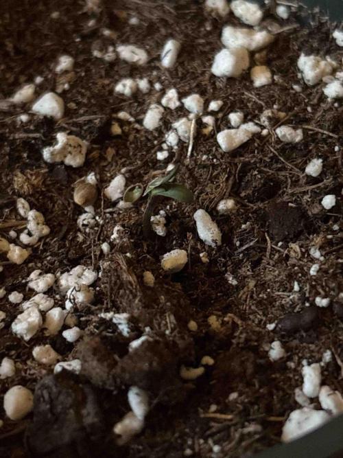 Zamnesia Black Diamond Grow. Week 0 - #1
Tag:6