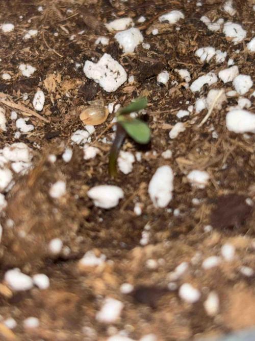 Zamnesia Black Diamond Grow. Week 0 - #2
Tag:6