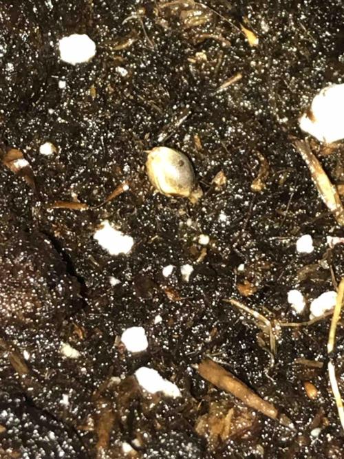 Zamnesia Black Diamond Grow. Week 0 - Tag:4