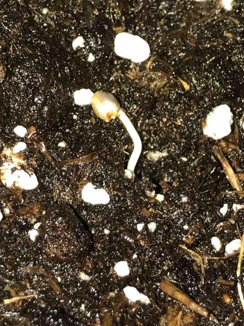 Zamnesia Black Diamond Grow. Week 0 - Tag:4