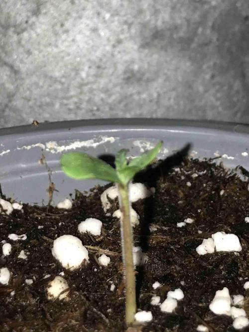 Seeds Mafia Sponsor Growing. Week 0 - #1
Tag:6