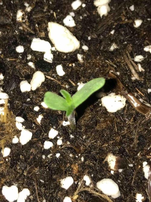Seeds Mafia Sponsor Growing. Week 0 - #1
Tag:6