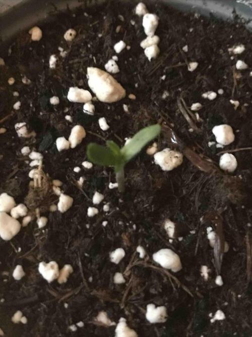 Seeds Mafia Sponsor Growing. Week 0 - #1
Tag:6
