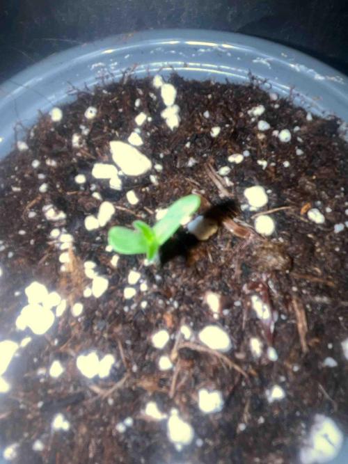 Seeds Mafia Sponsor Growing. Week 0 - #1
Tag:6