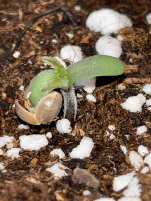 Seeds Mafia Sponsor Growing. Week 0 - #2
Tag:6