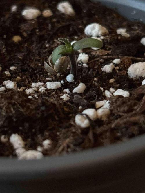 Seeds Mafia Sponsor Growing. Week 0 - #2
Tag:6