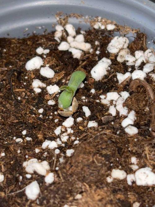 Seeds Mafia Sponsor Growing. Week 0 - #2
Tag:6