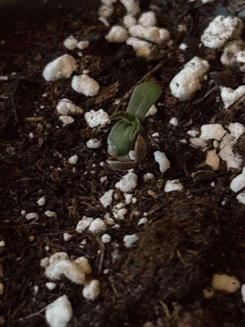 Seeds Mafia Sponsor Growing. Week 0 - #2
Tag:6