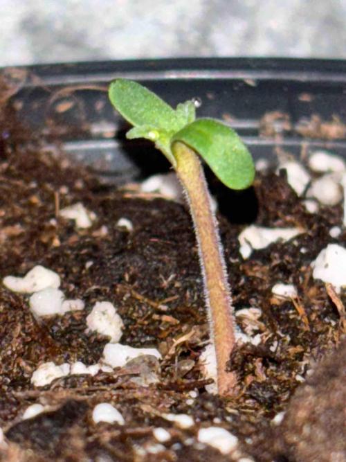 Seeds Mafia Sponsor Growing. Week 0 - #3
Tag:6