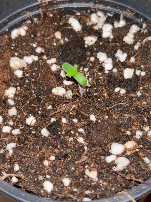 Seeds Mafia Sponsor Growing. Week 0 - #3
Tag:6
