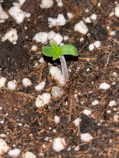 Seeds Mafia Sponsor Growing. Week 0 - #3
Tag:6