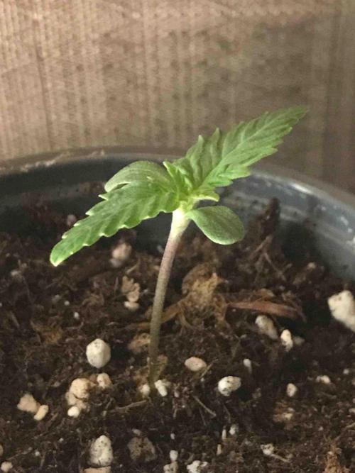 Seeds Mafia Sponsor Growing. Week 0 - #1
Tag:11