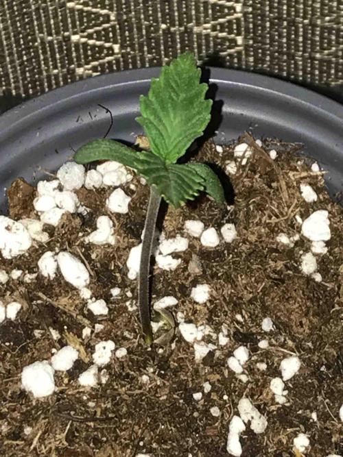 Seeds Mafia Sponsor Growing. Week 0 - #2
Tag:11