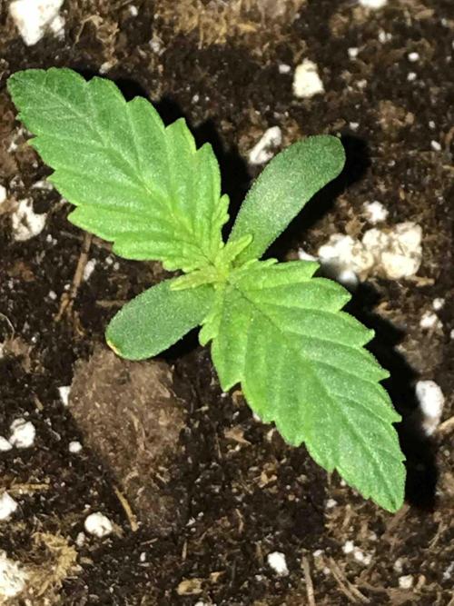 Seeds Mafia Sponsor Growing. Week 0