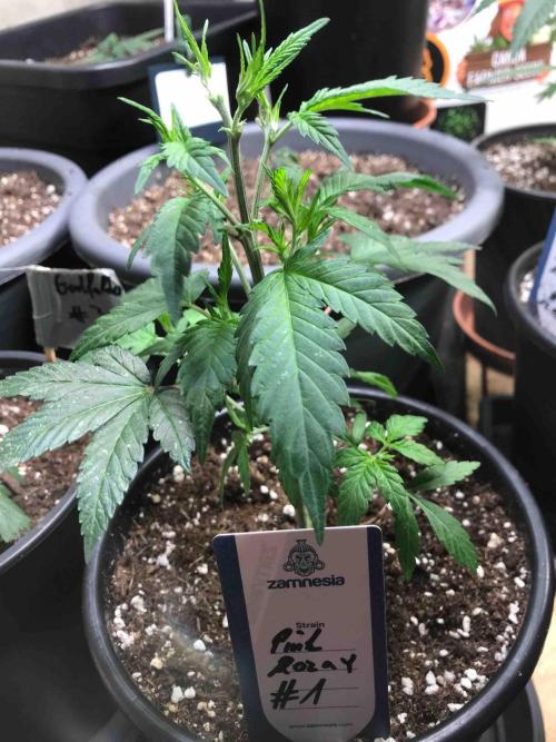 Zamnesia Pink Rozay. Week 11 - #1
Tag:72