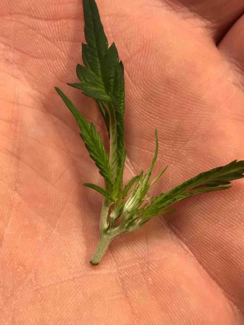 Zamnesia Pink Rozay. Week 11 - #1
Tag:72