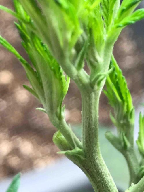 Zamnesia Pink Rozay. Week 11 - #1
Tag:72