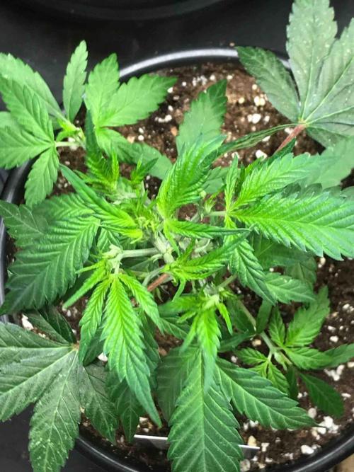 Zamnesia Pink Rozay. Week 11 - #1
Tag:72