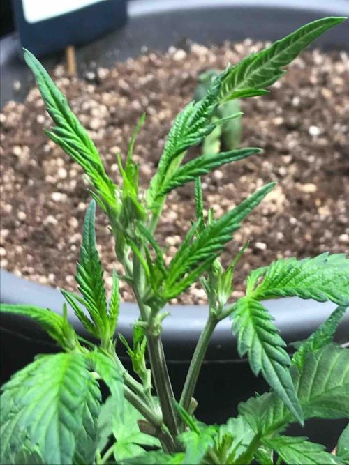 Zamnesia Pink Rozay. Week 11 - #1
Tag:72