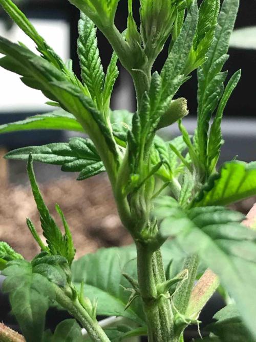 Zamnesia Pink Rozay. Week 11 - #2
Tag:72