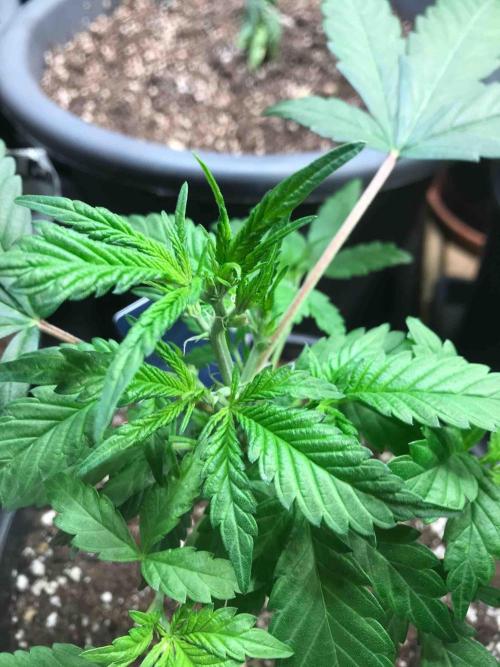 Zamnesia Pink Rozay. Week 11 - #2
Tag:72