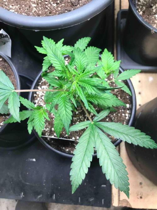 Zamnesia Pink Rozay. Week 11 - #2
Tag:72