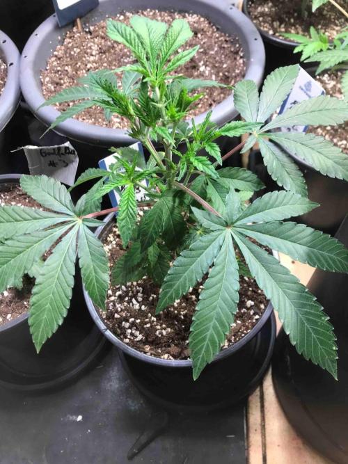 Zamnesia Pink Rozay. Week 11 - #3
Tag:72