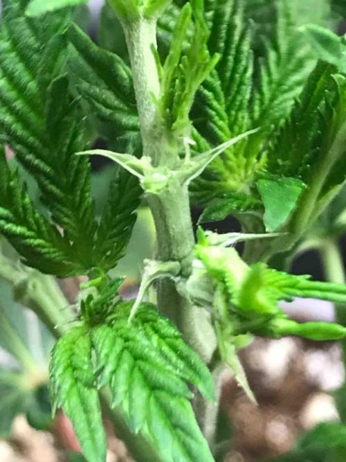 Zamnesia Pink Rozay. Week 11 - #3
Tag:72