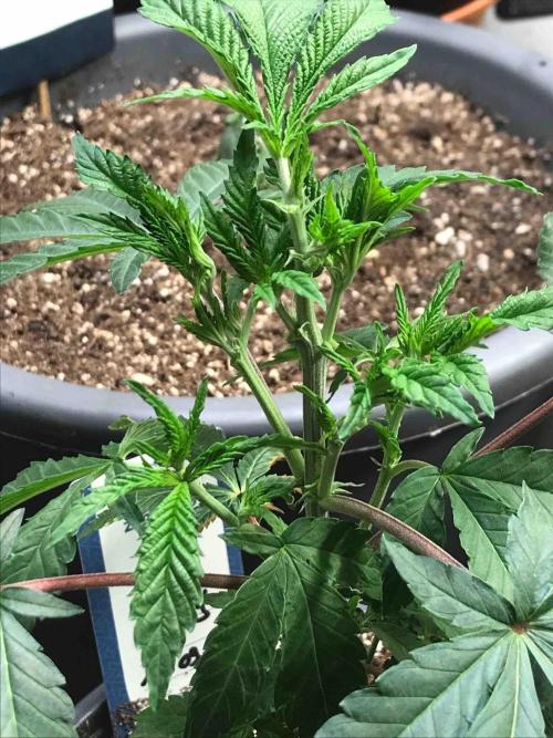 Zamnesia Pink Rozay. Week 11 - #3
Tag:72