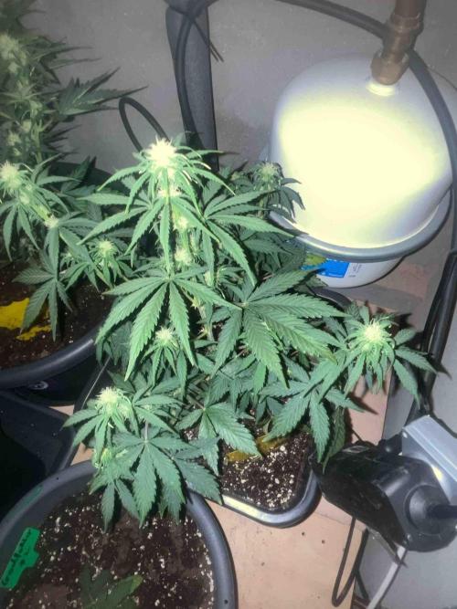 Fast Buds Wedding Cessckake. Week 7 - #2
Tag:48