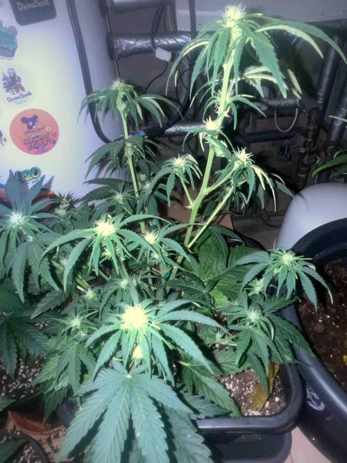 Fast Buds Wedding Cessckake. Week 7 - #3
Tag:48