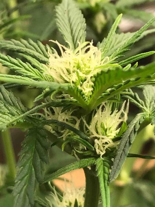 Fast Buds Wedding Cessckake. Week 7 - #3
Tag:49