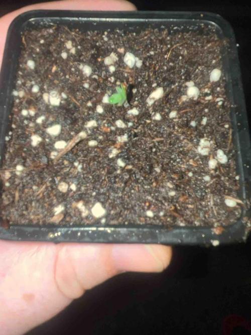 Grow Report Clementine Slush. Week 0 - #2
Tag:8