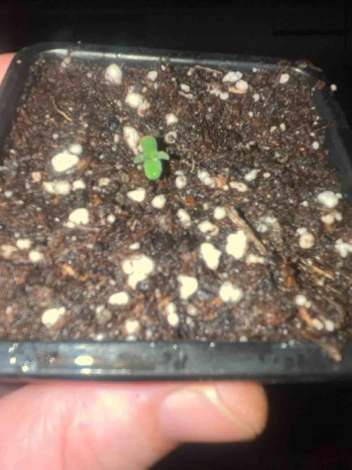 Grow Report Clementine Slush. Week 0 - #2
Tag:8