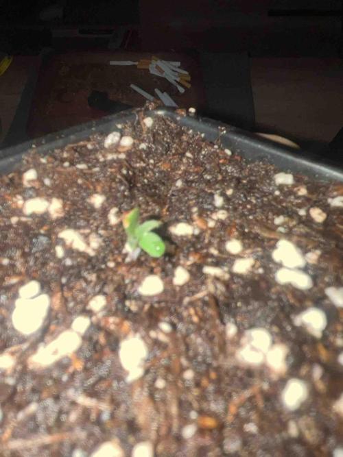 Grow Report Clementine Slush. Week 0 - #2
Tag:8