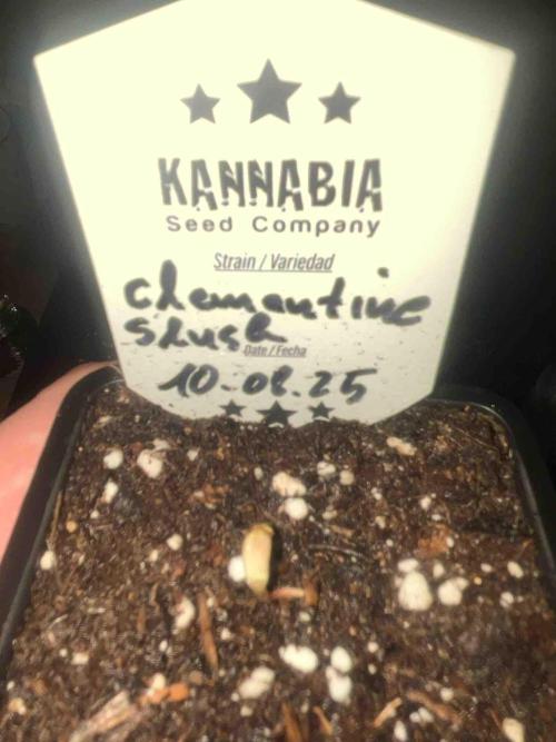 Grow Report Clementine Slush. Week 0 - #1
Tag:8