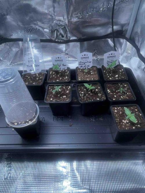 Grow Report Clementine Slush. Week 1 - Tag:14