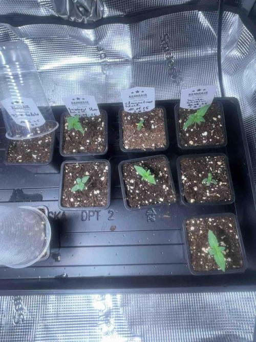 Grow Report Clementine Slush. Week 1 - Tag:14