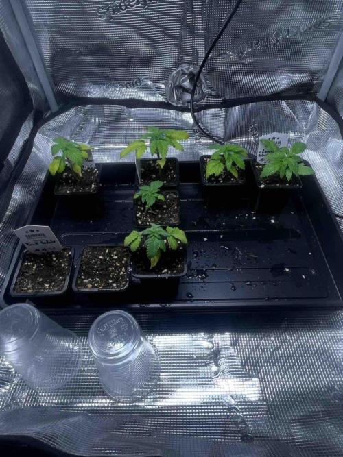 Grow Report Clementine Slush. Week 4